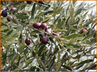 Brin d'oliviers sur le sentier